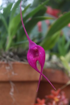Leggy Orchid in fuschia