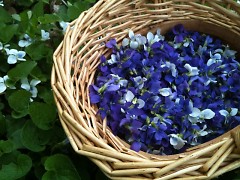 Violet flowers and leaves harvested from Starner's gardens. 