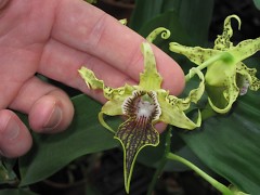 One of Matt Manley's orchids, a Dendrobium Alexandrae