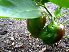 Bell peppers are among Eric's summer crops.