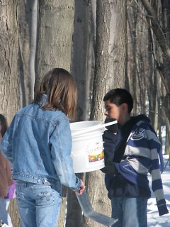 Students checking the sap in the buckets.
