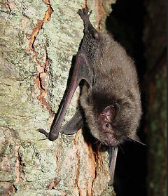 Indiana Bat: This species of bats numbers less than 300,000 in the world and is endangered. 
