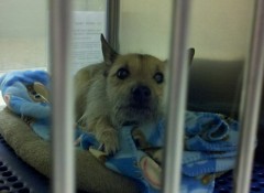 This Cairn terrier is among the many dogs available for adoption at the Kent County Animal Shelter.