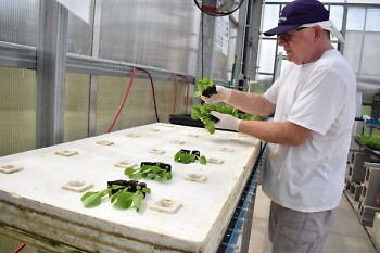 Lettuce plants are placed on rafts so that the roots can grow in the nutrient-enriched water.