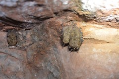 Little brown bat (Myotis lucifugus) is a species of special concern.