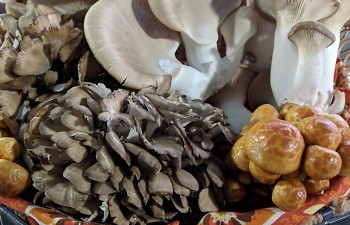 Michigan Mushrooms