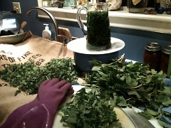 Prepping Mud Lake Farm nettles for drying, steeping an infusion