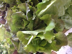 Heads of Lettuce at the Farmers Market