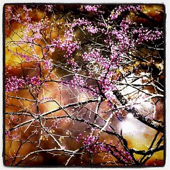 Red bud tree over the river at Aman Park