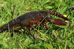 Red swamp crayfish can walk two miles over land in search of food and shelter. 