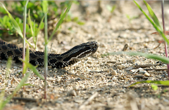The eastern massasauga rattlesnake is a federally threatened species in Michigan. 