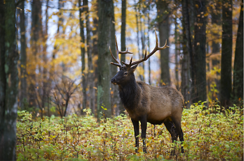 Thanks to careful wildlife management, Michigan’s elk population celebrated its 100th anniversary in 2018. 