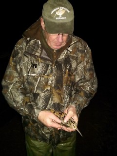 Al Stewart, DNR upland game bird specialist, places a telemetry unit on a woodcock. 