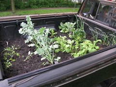 Eric's spring crops included garlic, radishes, broccoli and leafy greens.