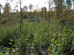 Young forest makes the perfect habitat for ruffed grouse, migratory songbirds, deer, elk, American woodcock and many others.